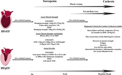 Locomotor and respiratory muscle abnormalities in HFrEF and HFpEF